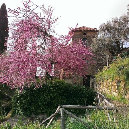 Agriturismo Il Vecchio Casale